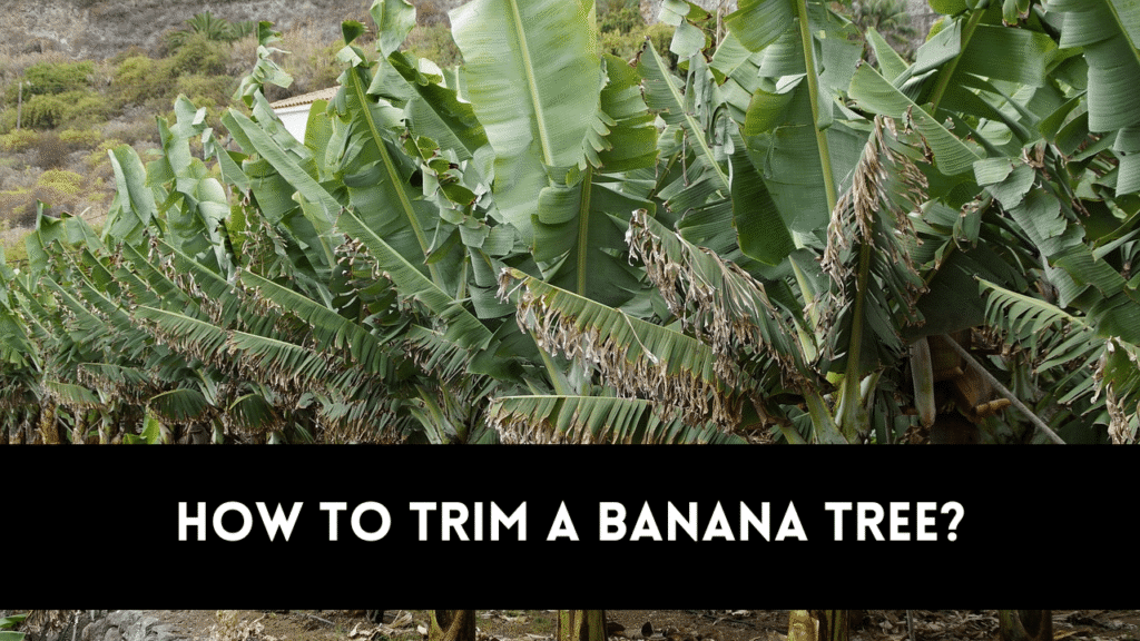 how to trim a banana tree