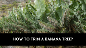 how to trim a banana tree