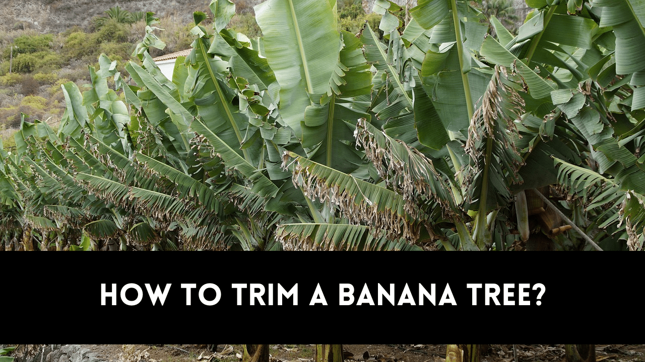 how to trim a banana tree