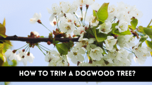 how to trim a dogwood tree