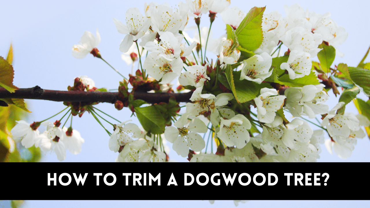 how to trim a dogwood tree