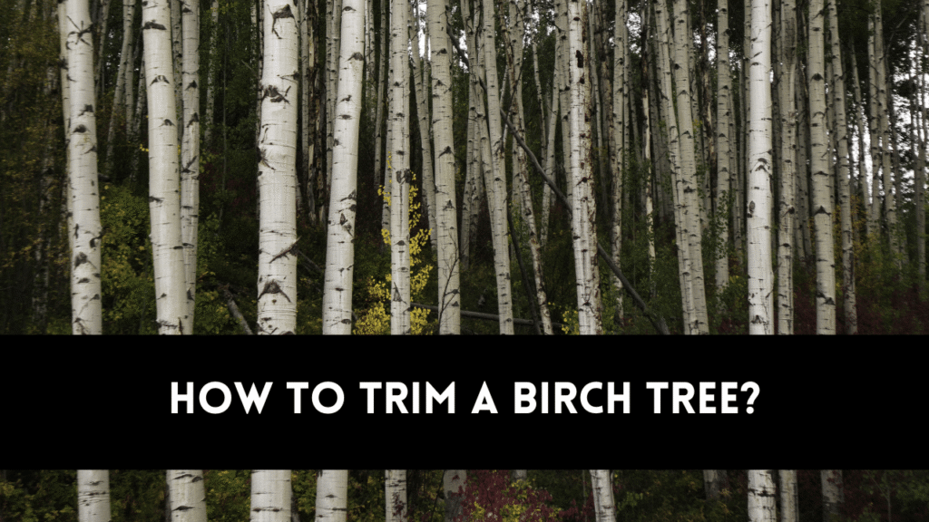 how to trim a birch tree
