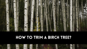 how to trim a birch tree