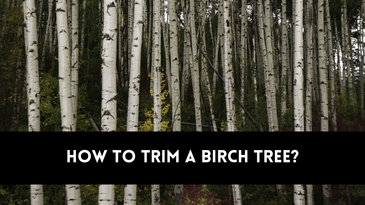 how to trim a birch tree