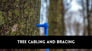 tree cabling and bracing