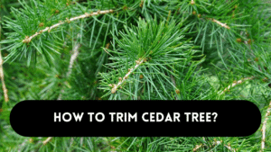 Trimming cedar tree