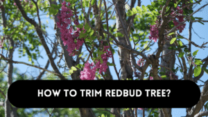 Trimming redbud tree