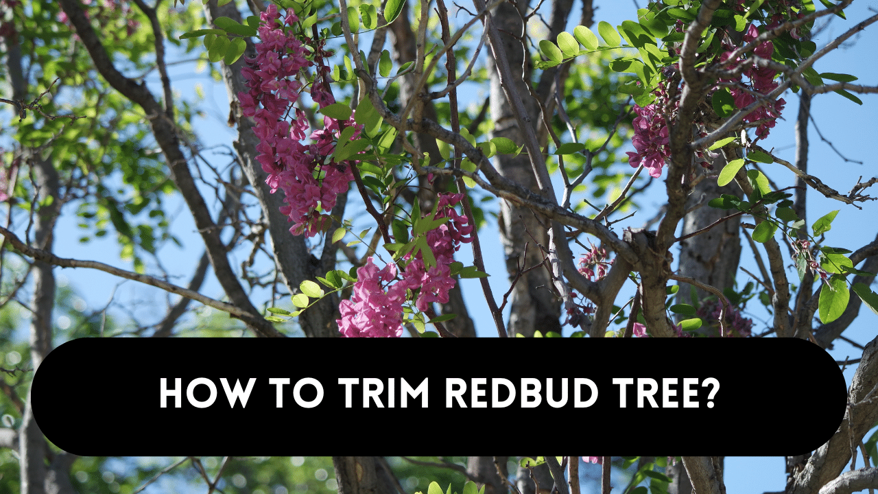 Trimming redbud tree