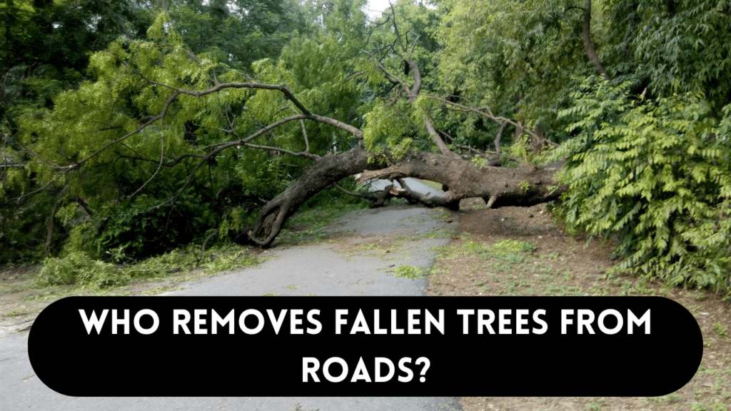 Who removes fallen trees from roads?