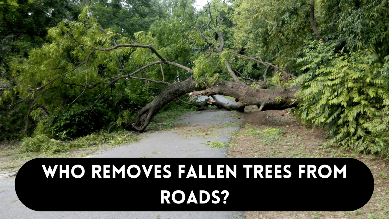 Who removes fallen trees from roads?