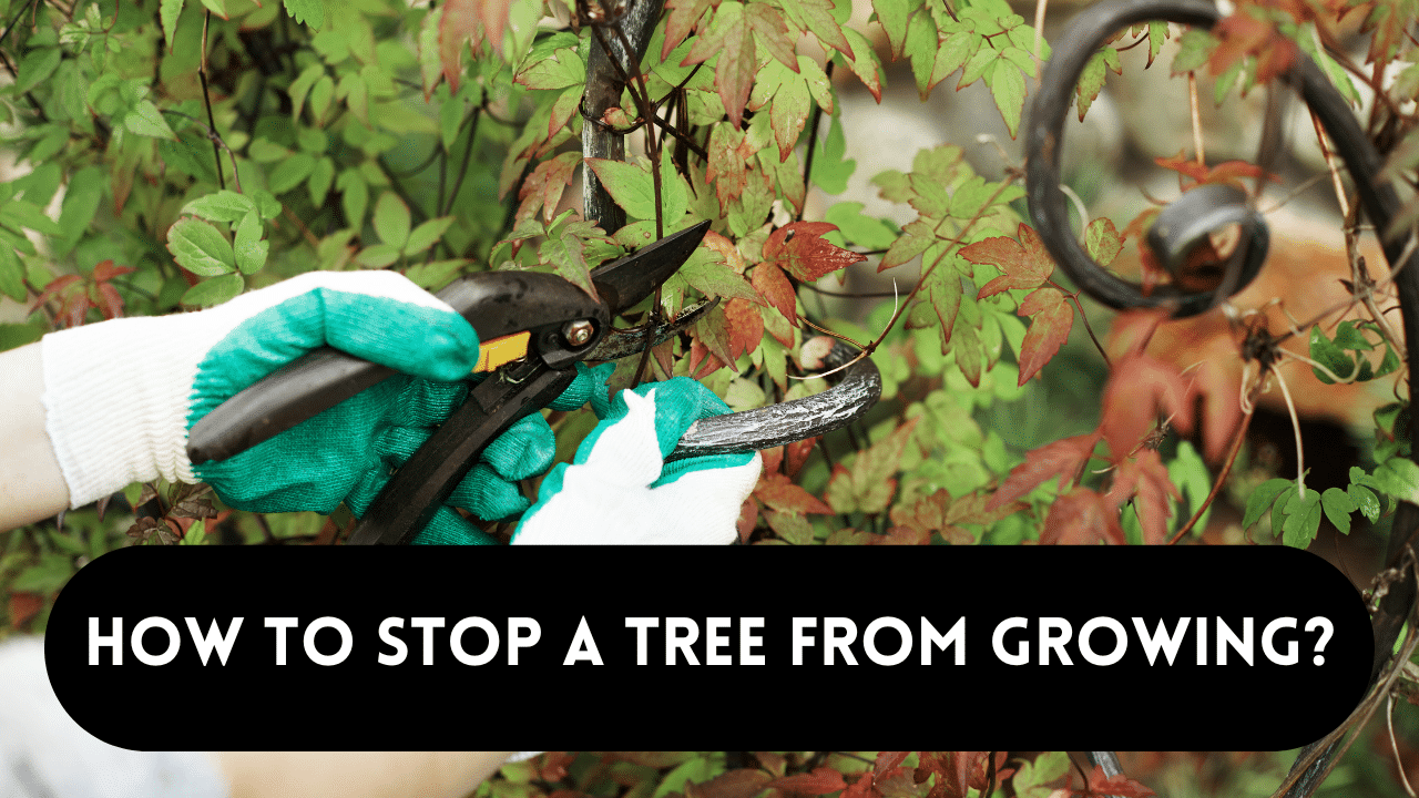 stop a tree from growing