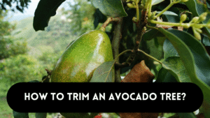 trim an avocado tree